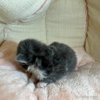 販売中の愛知県のミヌエット-117051の2枚目