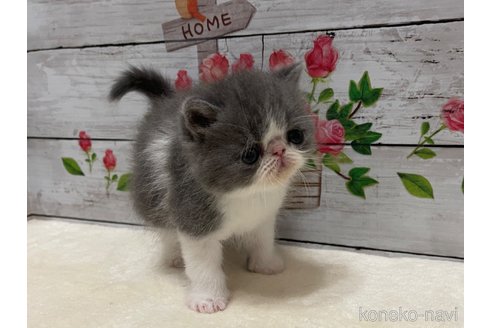 販売中の山梨県のエキゾチックショートヘア-117055の14枚目