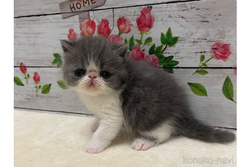販売中の山梨県のエキゾチックショートヘア-117055の1枚目