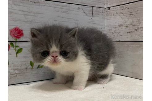 販売中の山梨県のエキゾチックショートヘア-117055の8枚目