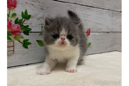 販売中の山梨県のエキゾチックショートヘア-117055の4枚目