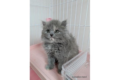 販売中の東京都のラガマフィン-117061の3枚目
