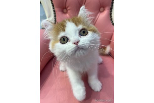 販売中の広島県のフォールデックス-112352