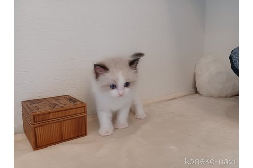 販売中の東京都のラグドール-117071の2枚目