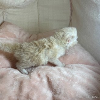 販売中の愛知県のサイベリアン-117045の2枚目