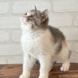 販売中の大阪府のエキゾチックショートヘア-117076の10枚目