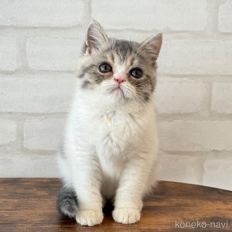 販売中の大阪府のエキゾチックショートヘア-117076の9枚目