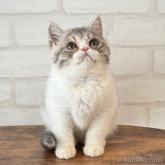 販売中の大阪府のエキゾチックショートヘア-117076の5枚目