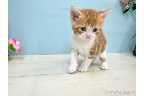 販売中の埼玉県のマンチカン-116406の8枚目