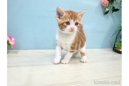 販売中の埼玉県のマンチカン-116406の10枚目