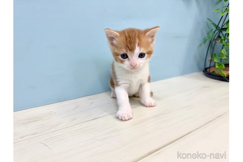 販売中の埼玉県のマンチカン-116413の8枚目