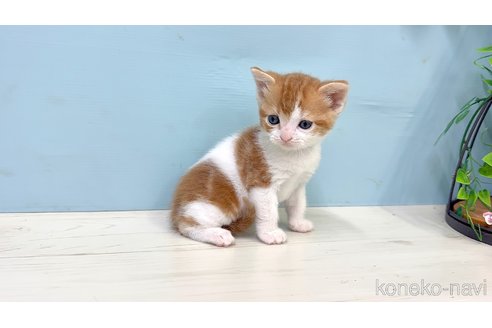 販売中の埼玉県のマンチカン-116413の9枚目