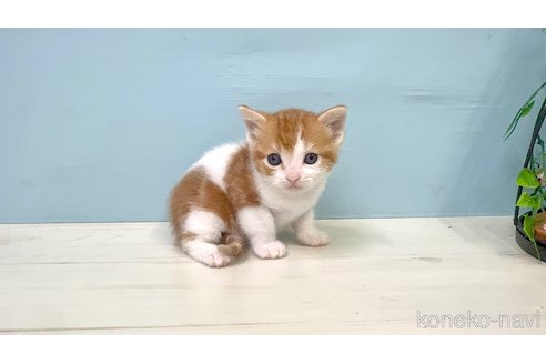 販売中の埼玉県のマンチカン-116413の7枚目
