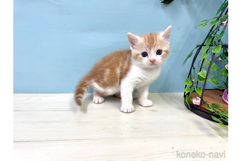 販売中の埼玉県のマンチカン-116407の10枚目