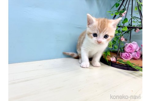 販売中の埼玉県のマンチカン-116407の9枚目