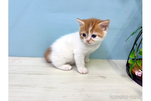 販売中の埼玉県のマンチカン-116409の8枚目