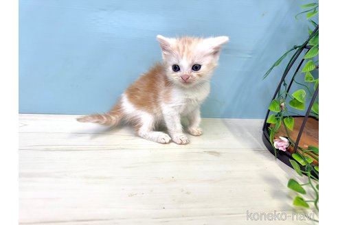 販売中の埼玉県のマンチカン-116412の8枚目
