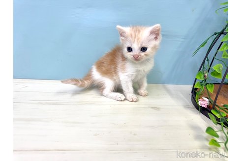 販売中の埼玉県のマンチカン-116412の9枚目