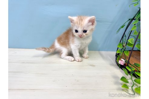 販売中の埼玉県のマンチカン-116412の10枚目
