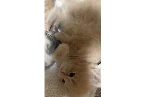 成約済の愛知県のマンチカン-117081の9枚目