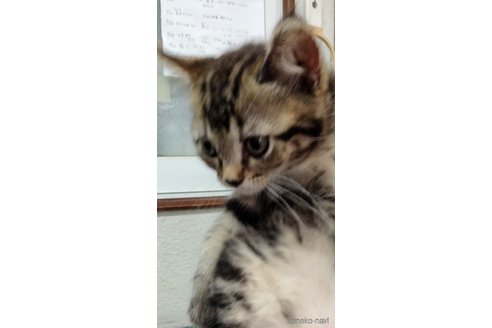 販売中の埼玉県のスコティッシュフォールド-117085の5枚目