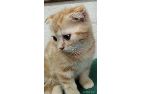 成約済の埼玉県のスコティッシュフォールド(折れ耳)-117086の3枚目
