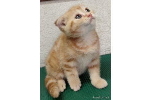 成約済の埼玉県のスコティッシュフォールド(折れ耳)-117086の4枚目