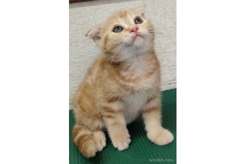 成約済の埼玉県のスコティッシュフォールド(折れ耳)-117086の5枚目