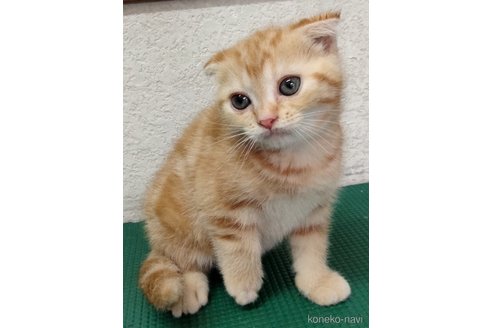 成約済の埼玉県のスコティッシュフォールド(折れ耳)-117086の6枚目
