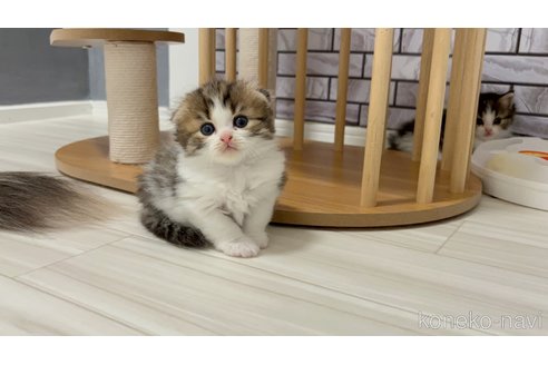 販売中の福岡県のマンチカン-116871