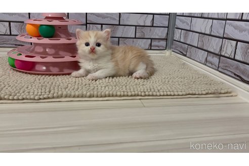 販売中の福岡県のマンチカン-116994