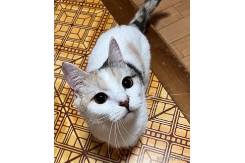 商談中の大阪府のマンチカン(短足)-117090の4枚目
