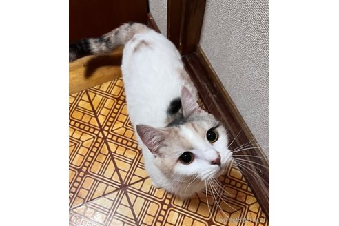 商談中の大阪府のマンチカン(短足)-117090の5枚目