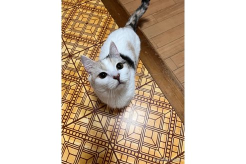 商談中の大阪府のマンチカン(短足)-117090の6枚目