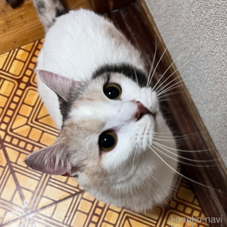 商談中の大阪府のマンチカン(短足)-117090の2枚目