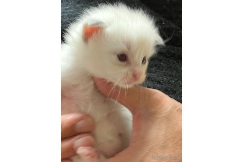 成約済の滋賀県のラグドール-117094の1枚目