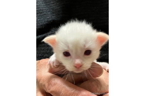 販売中の滋賀県のラグドール-117097の3枚目