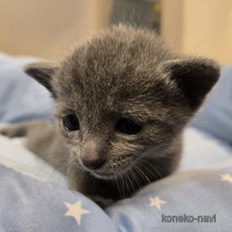 販売中の北海道のロシアンブルー-117120の2枚目