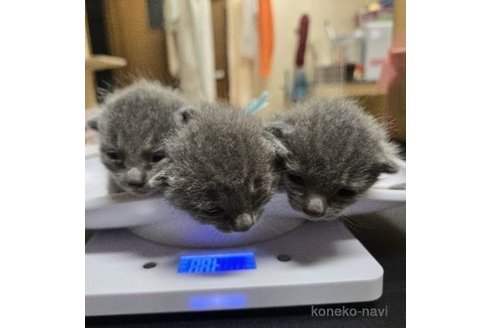 販売中の北海道のロシアンブルー-117120の3枚目
