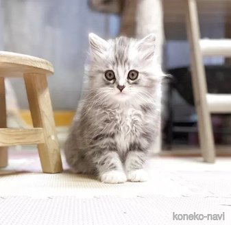 販売中の福岡県のノルウェージャンフォレストキャット-117116の1枚目