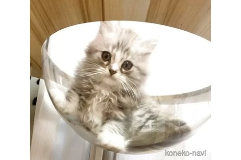 販売中の福岡県のノルウェージャンフォレストキャット-117116の4枚目