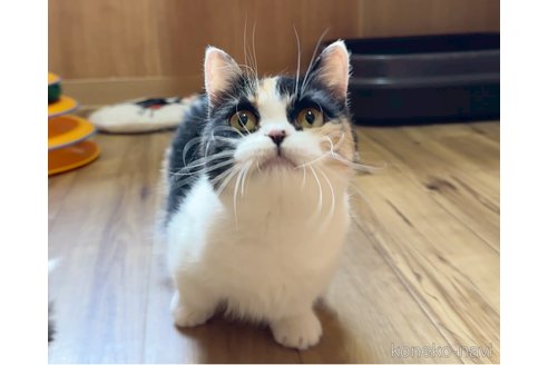 あずきちゃん1枚目