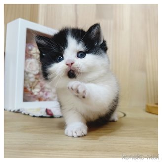 販売中の長野県のマンチカン(短足)-117125の3枚目