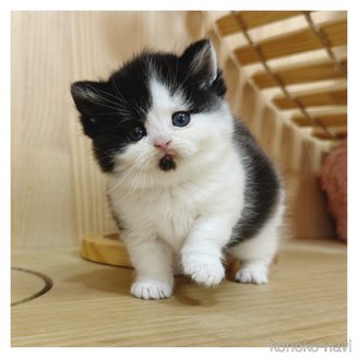 販売中の長野県のマンチカン(短足)-117125の7枚目