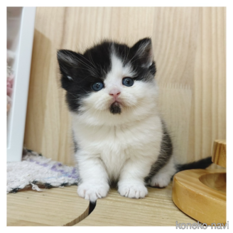 販売中の長野県のマンチカン(短足)-117125