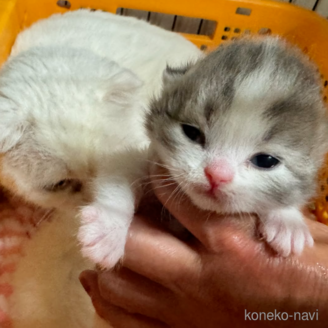 販売中の群馬県のスコティッシュフォールド(折れ耳)-117127