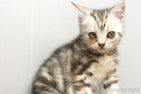 販売中の埼玉県のアメリカンショートヘア-114560の6枚目