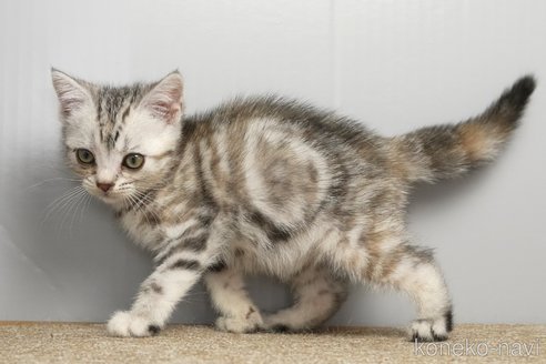 販売中の埼玉県のアメリカンショートヘア-114560の4枚目