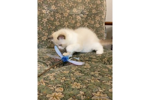 販売中の北海道のラグドール-117133の3枚目