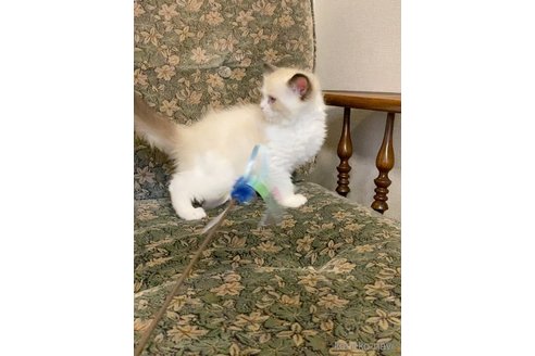 販売中の北海道のラグドール-117133の4枚目